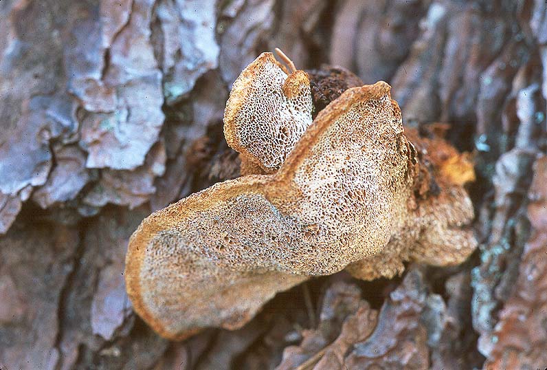 Inonotus circinatus